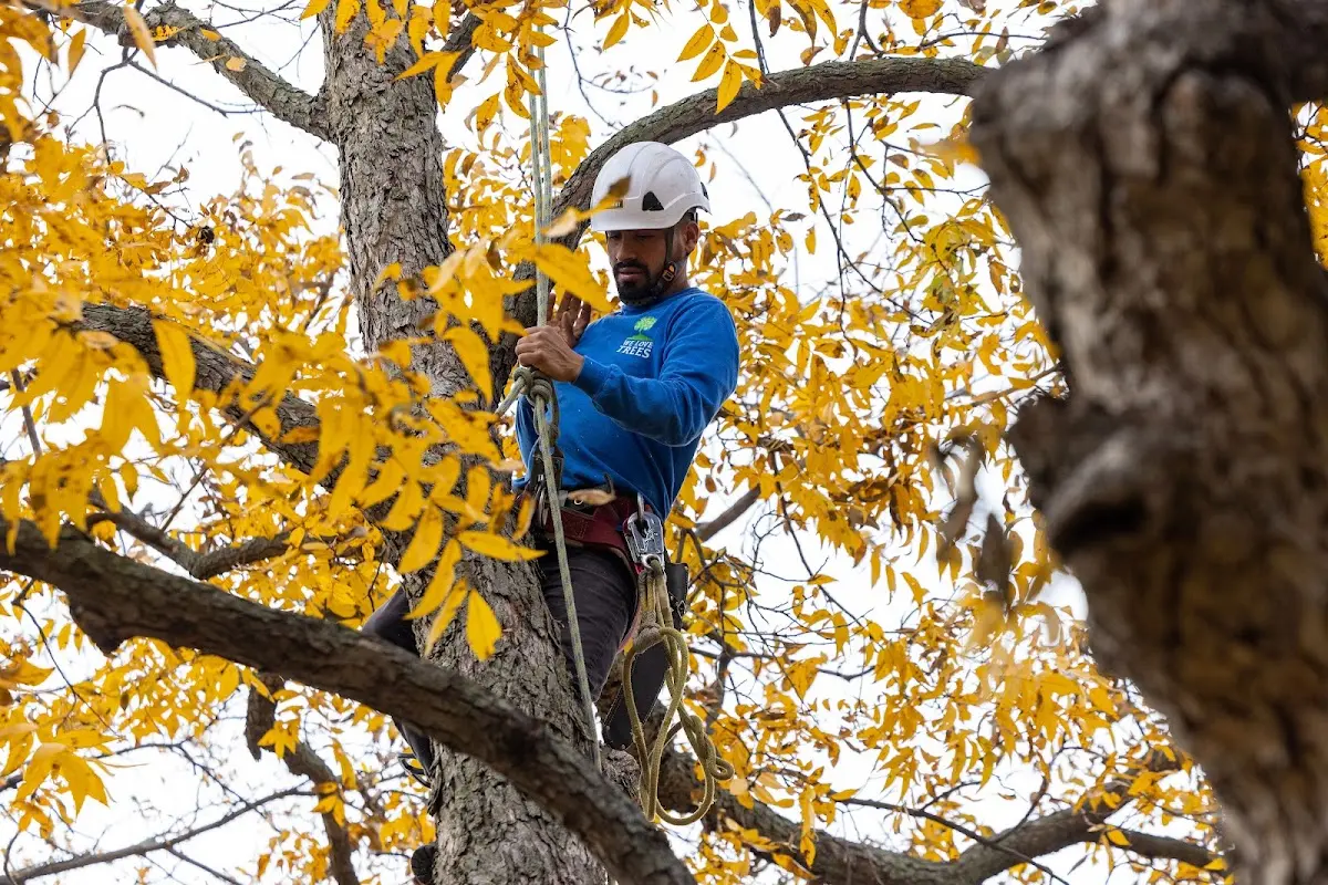 Skilled Tree Transplanting crew working in Leonard